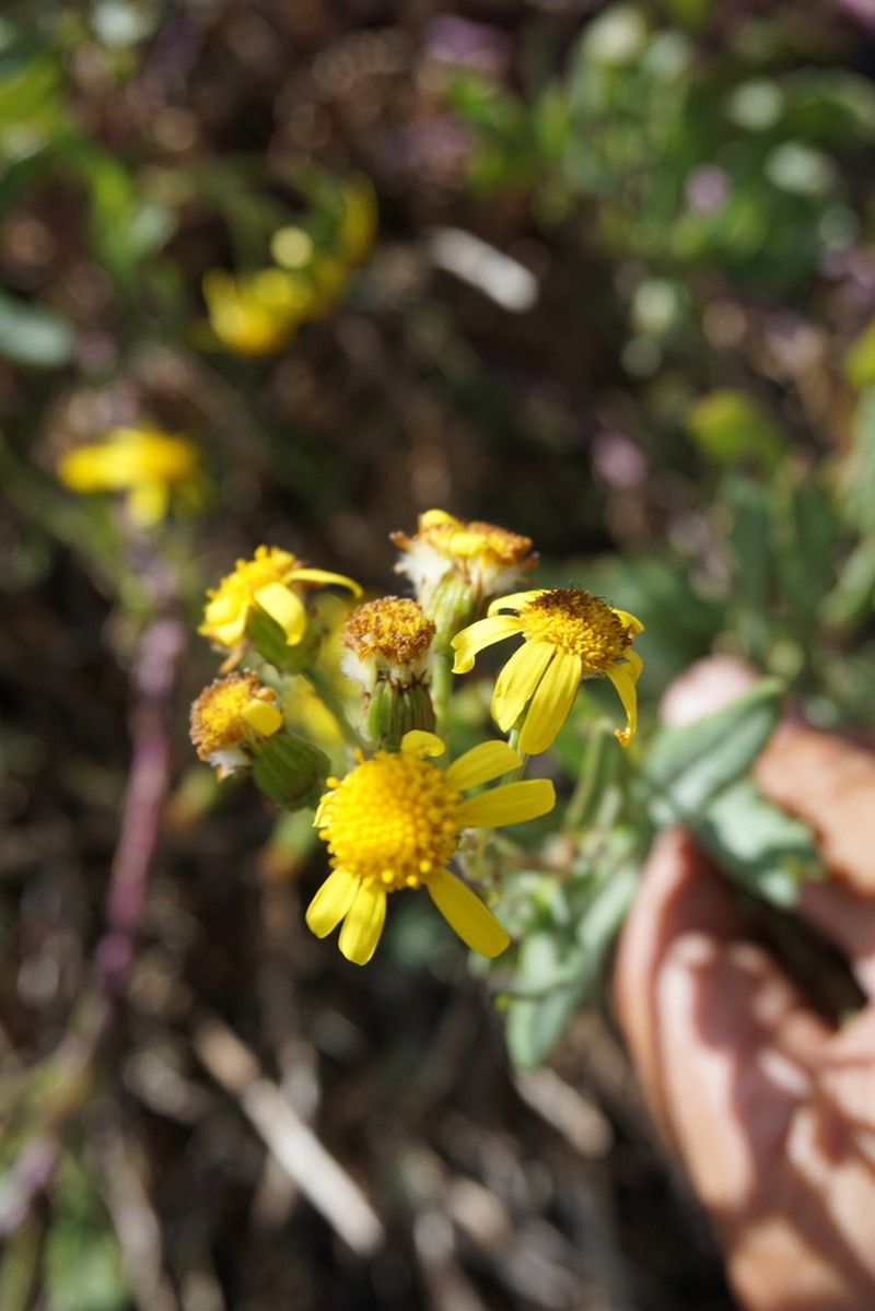 Senecio aethnensis photo 3