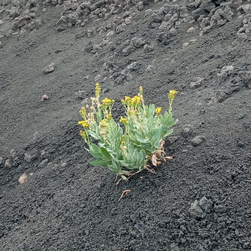 Senecio aethnensis photo 4