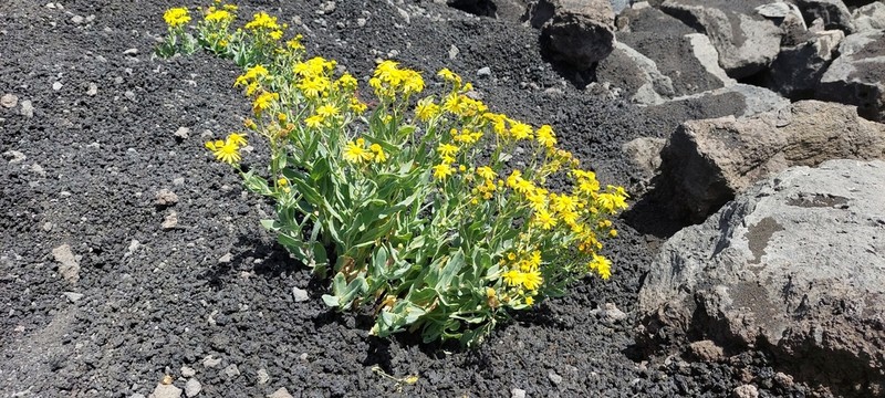 Senecio aethnensis photo 5