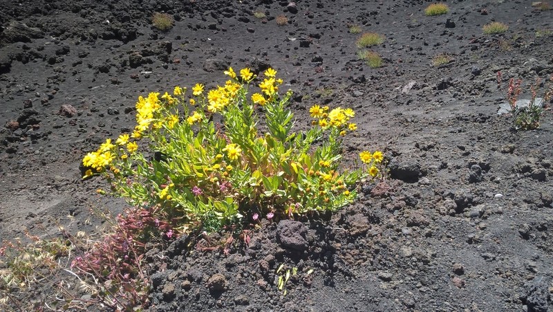 Senecio aethnensis photo 6