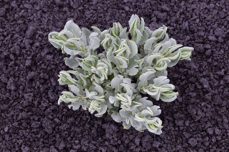 Senecio aethnensis photo 7
