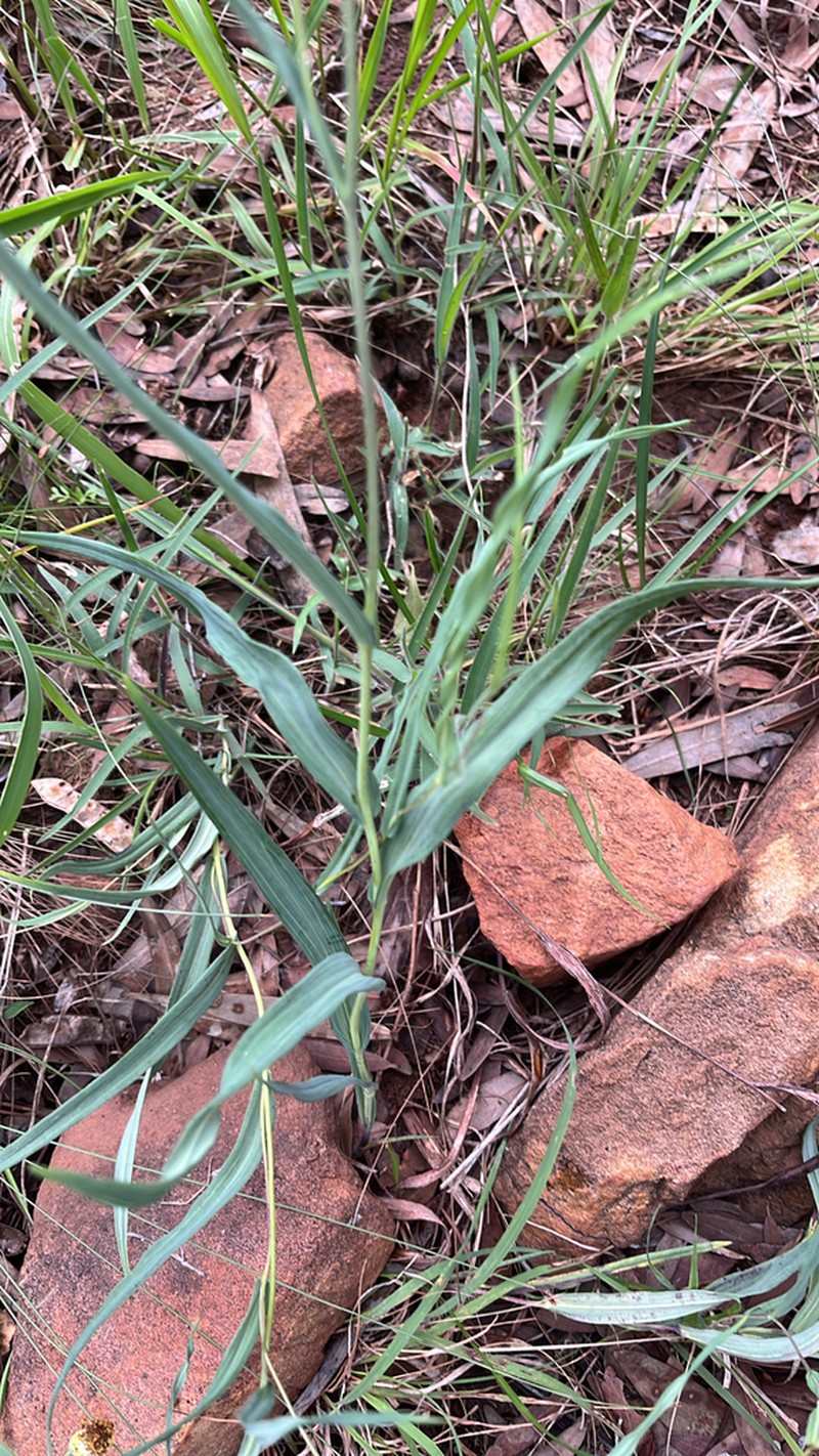 Senecio affinis photo 3