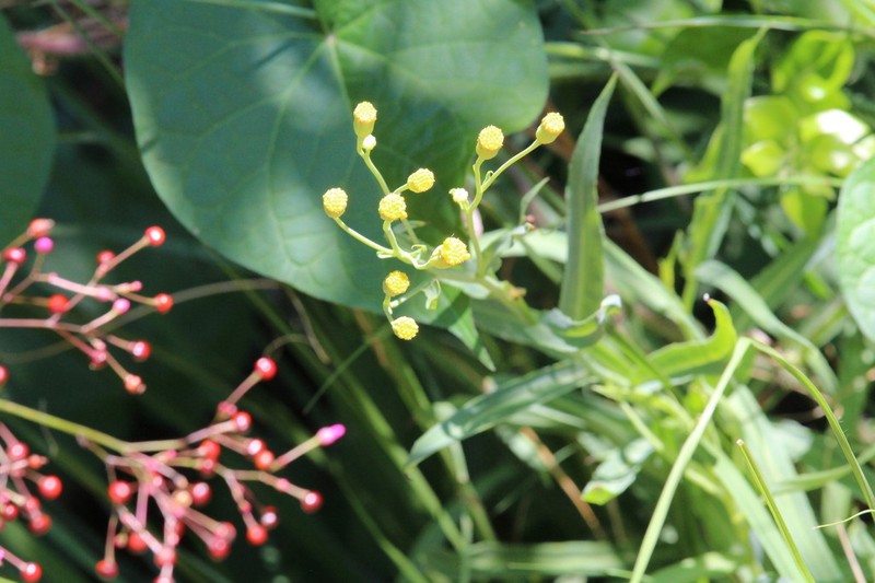 Senecio affinis photo 4