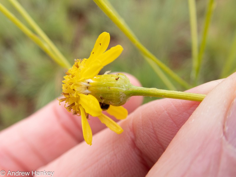 Senecio affinis photo 5