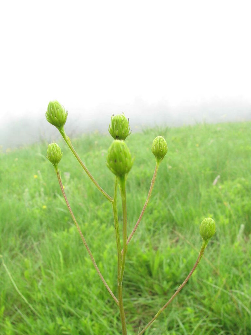 Senecio affinis photo 6