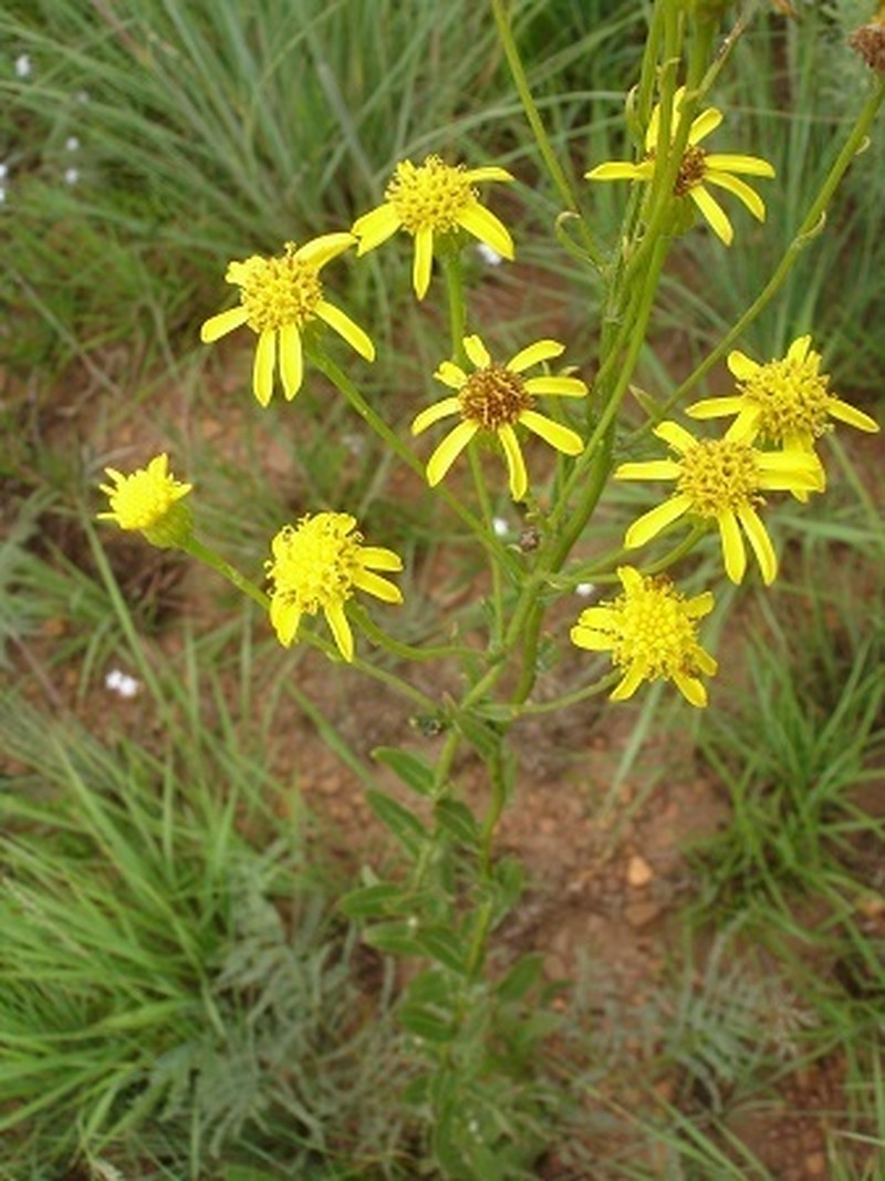 Senecio affinis photo 7