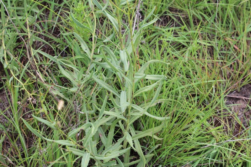 Senecio affinis photo 8