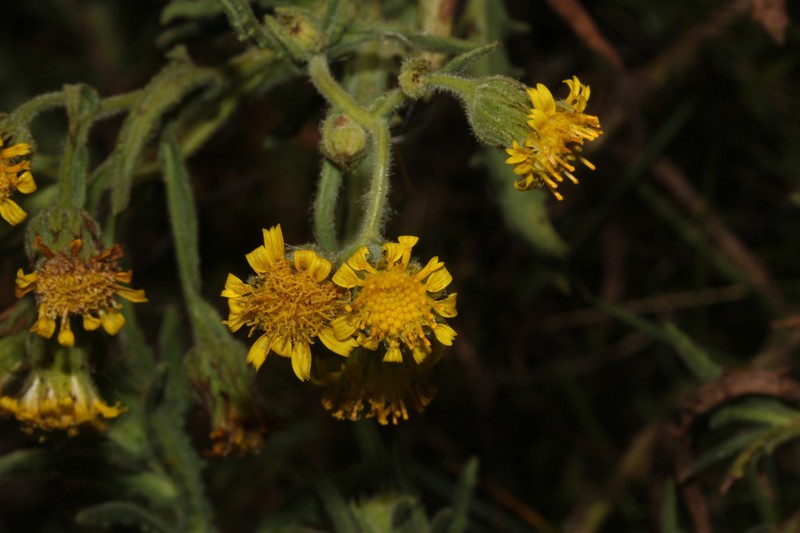 Senecio agapatensis