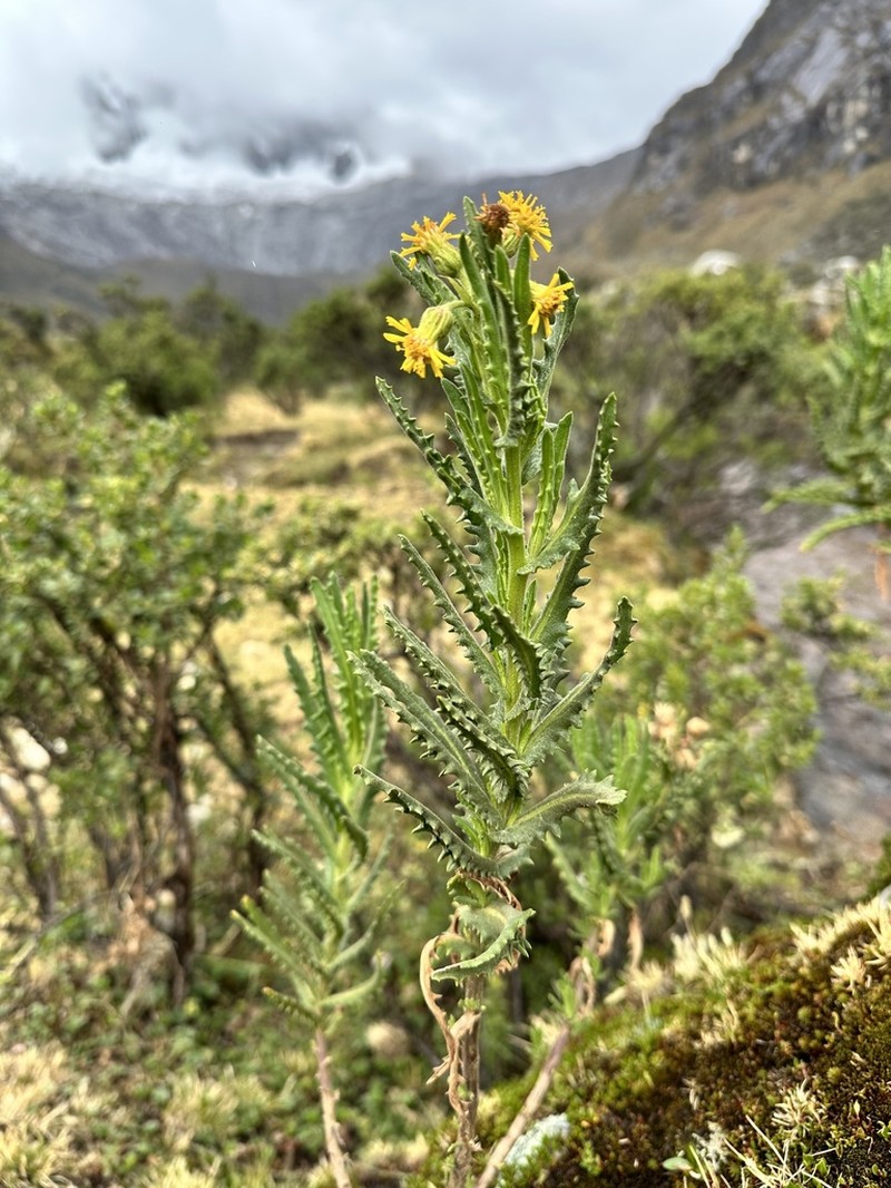 Senecio agapatensis photo 2