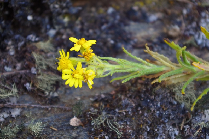 Senecio agapatensis photo 3