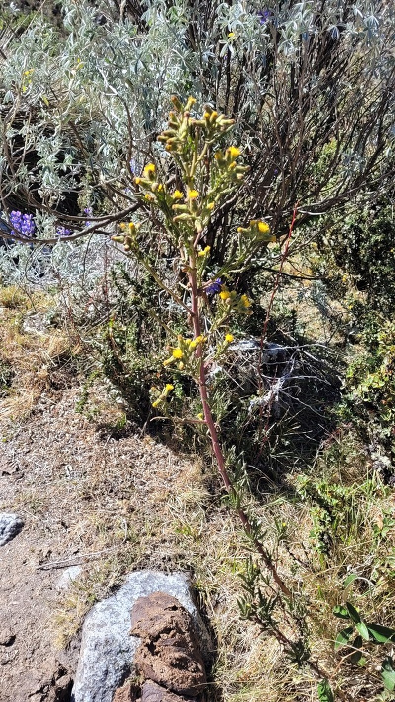 Senecio agapatensis photo 4