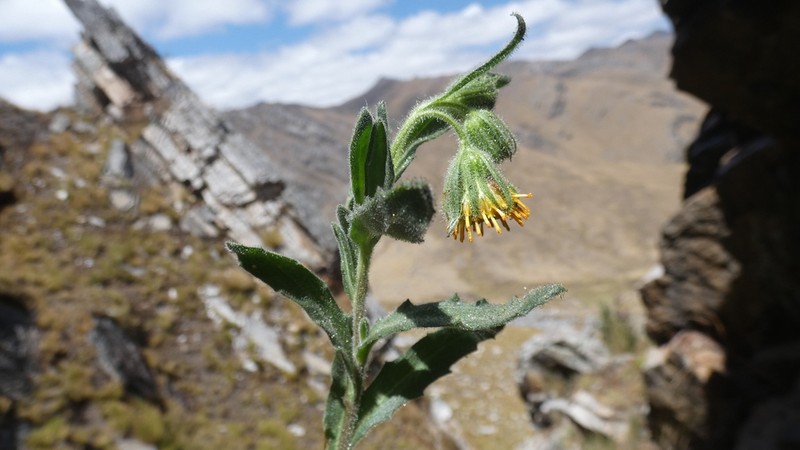 Senecio agapatensis photo 5