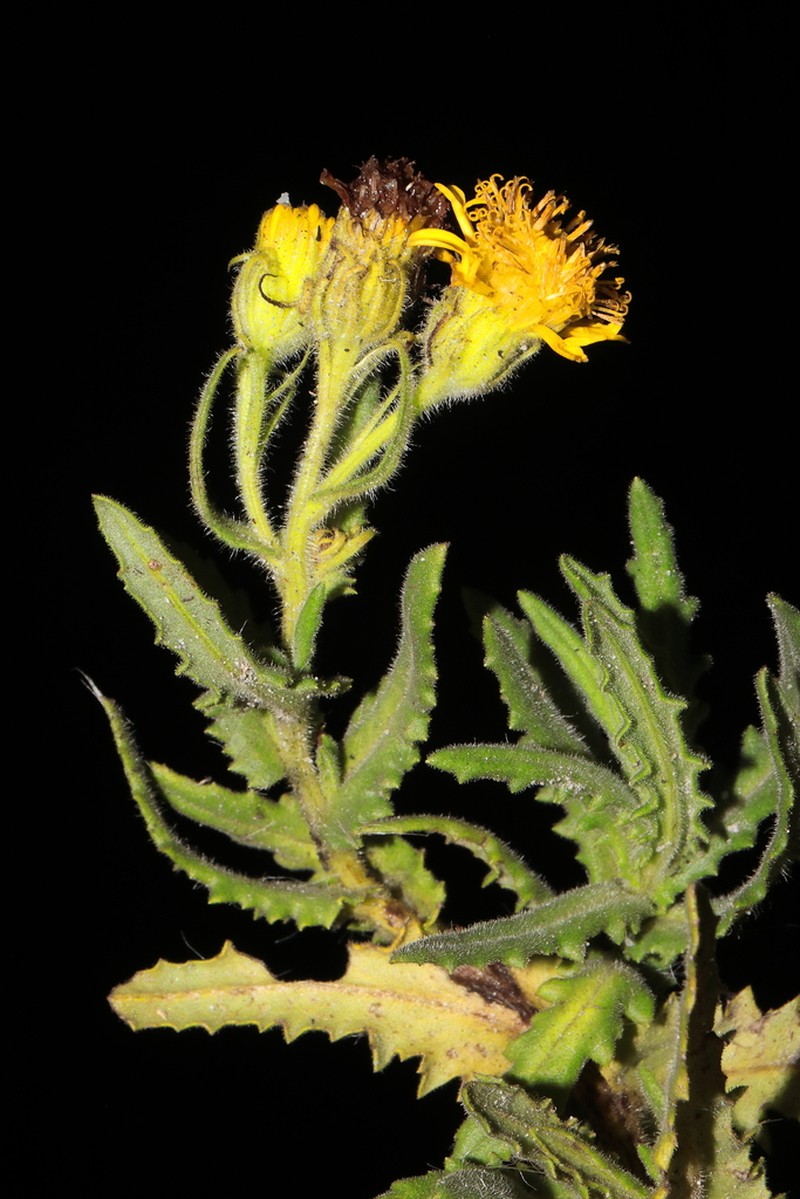 Senecio agapatensis photo 6
