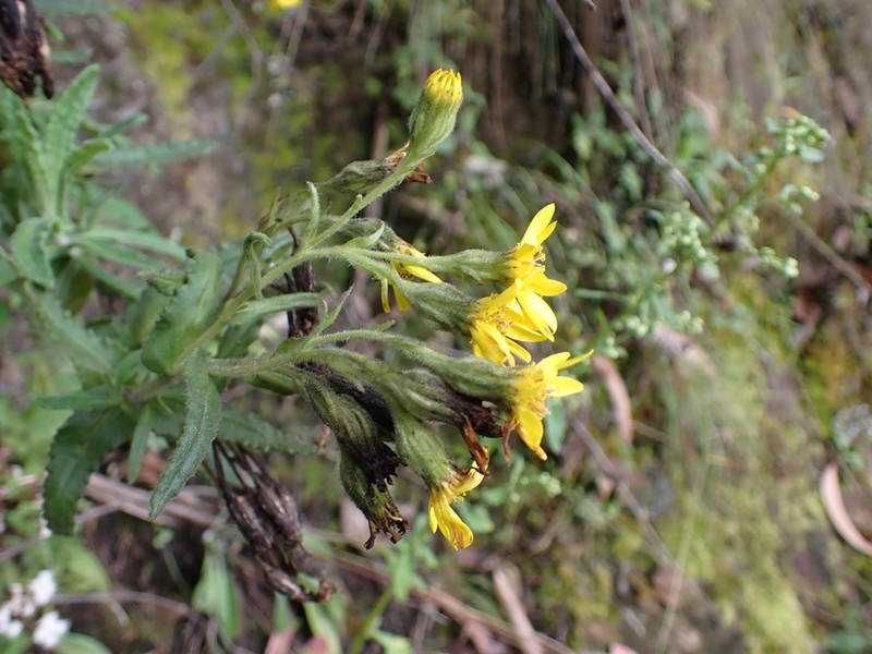 Senecio agapatensis photo 7
