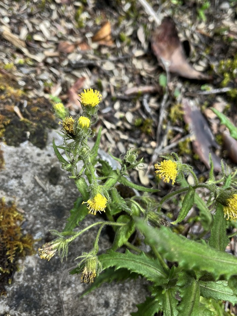 Senecio agapatensis photo 8