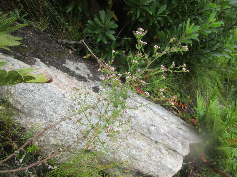 Senecio agapetes