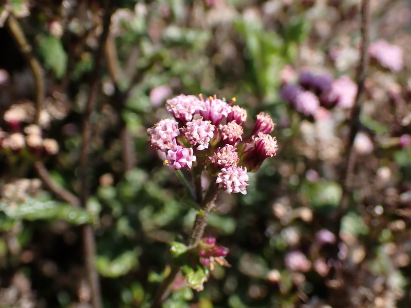 Senecio agapetes photo 3