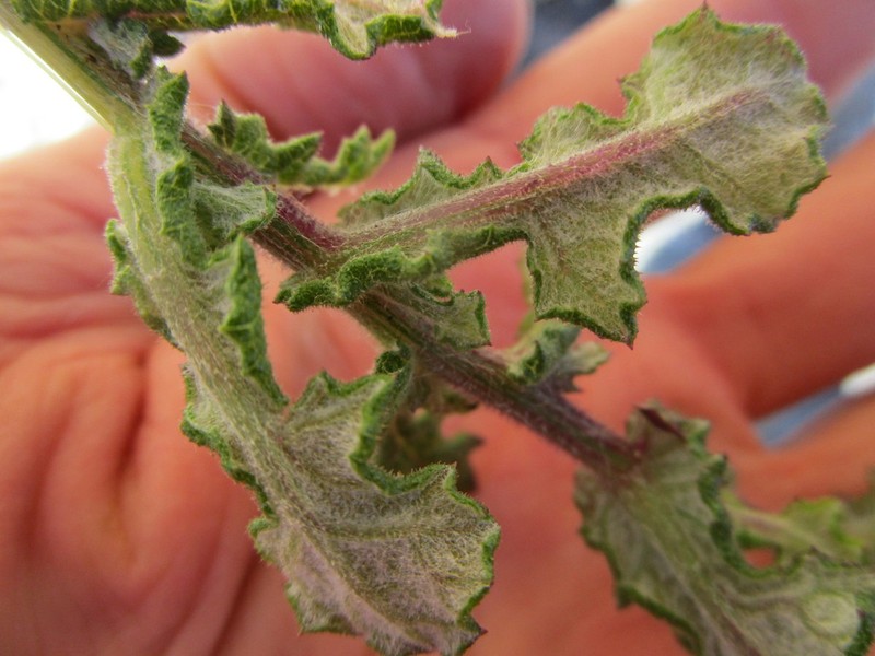 Senecio agapetes photo 4