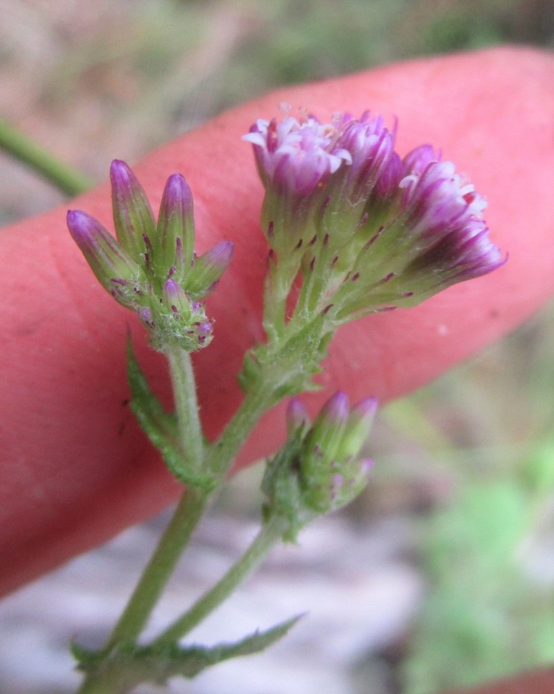 Senecio agapetes photo 5