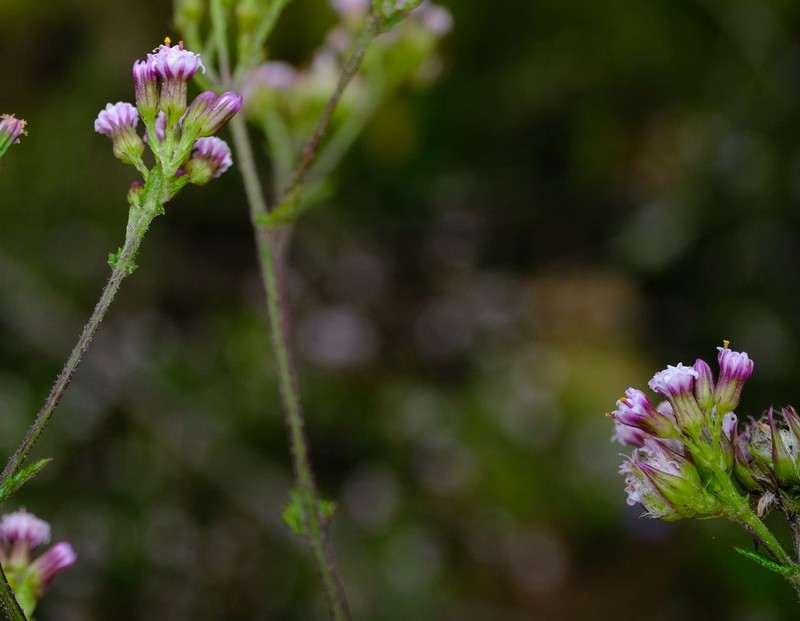 Senecio agapetes photo 6