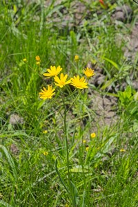 Senecio albanensis