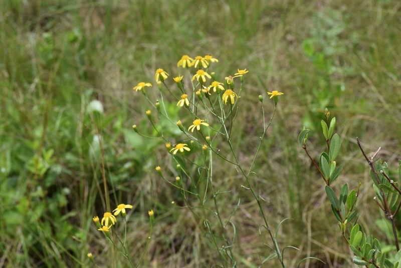 Senecio albanensis photo 2