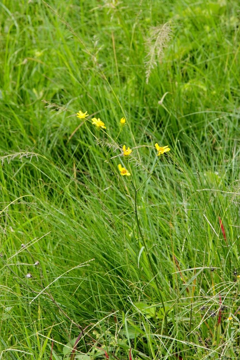 Senecio albanensis photo 5