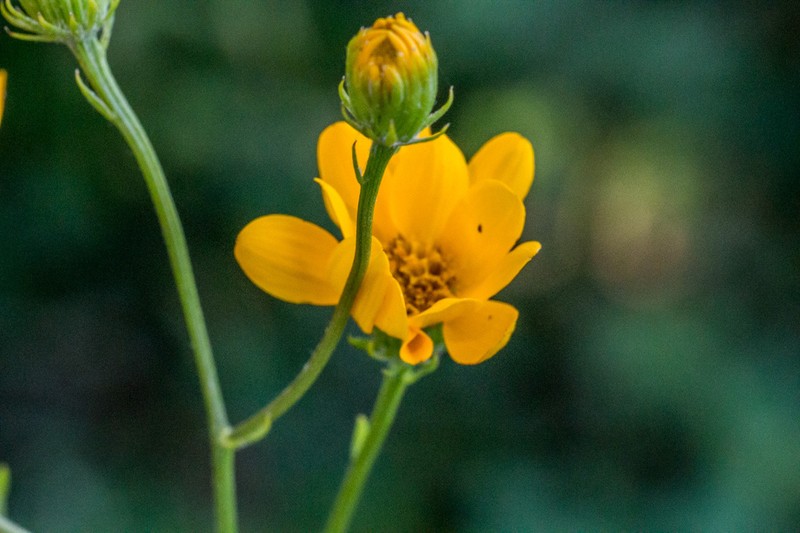 Senecio albanensis photo 8