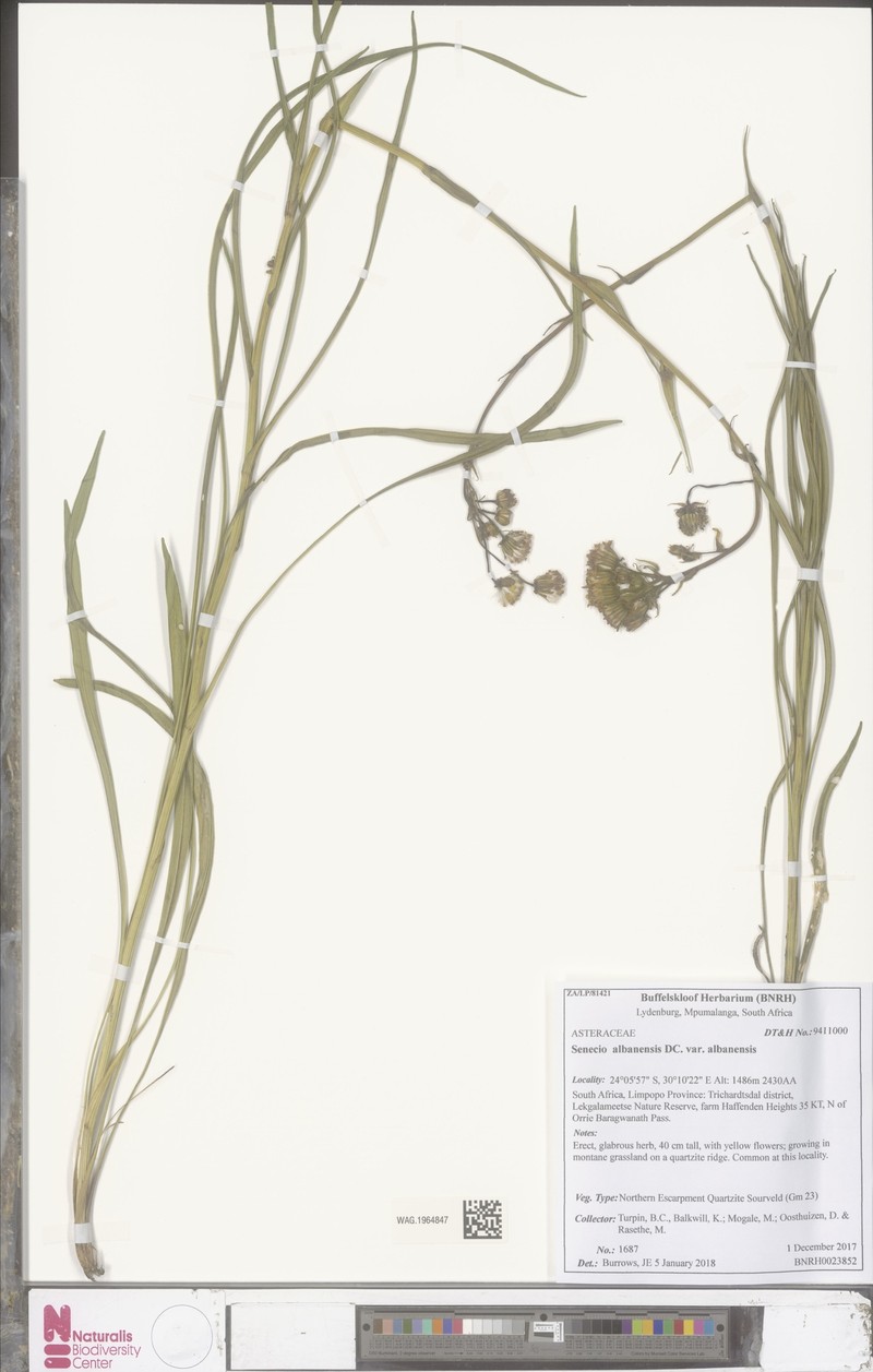 Senecio albanensis var. albanensis