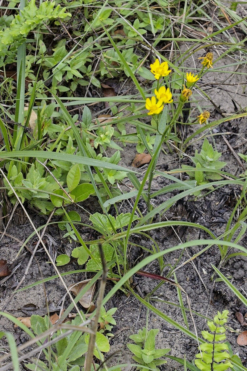 Senecio albanensis var. doroniciflorus