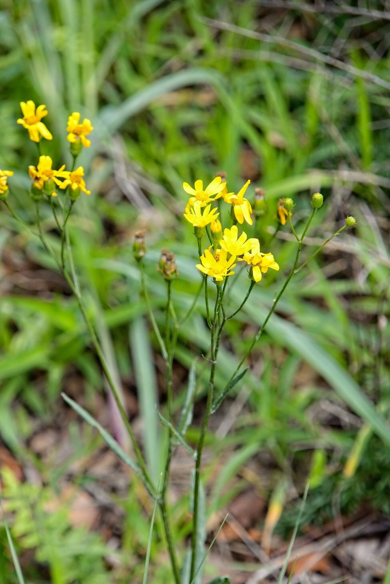 Senecio albanensis var. doroniciflorus photo 2
