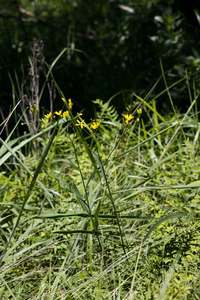 Senecio albanensis var. doroniciflorus photo 3