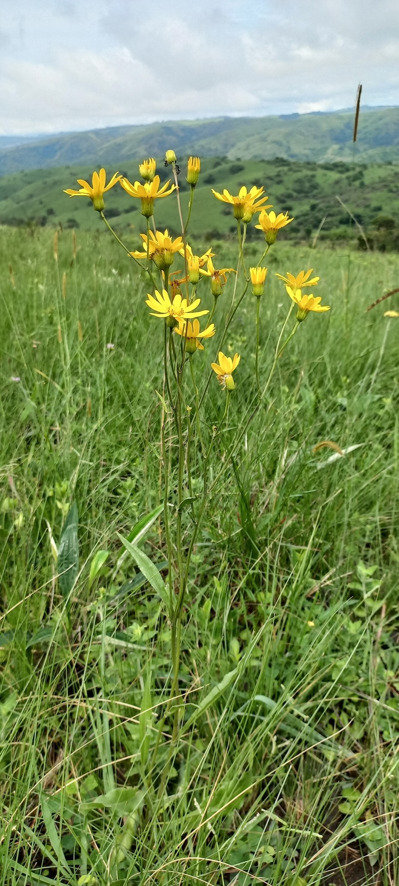 Senecio albanensis var. doroniciflorus photo 4
