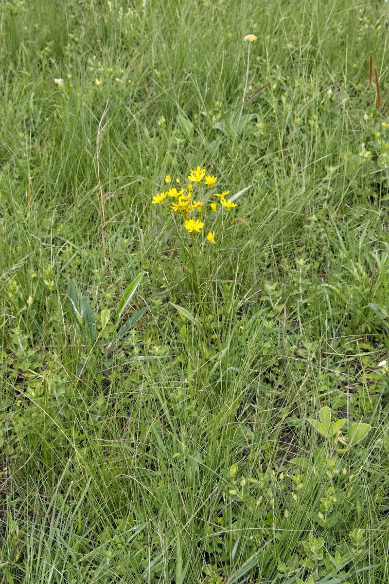 Senecio albanensis var. doroniciflorus photo 5