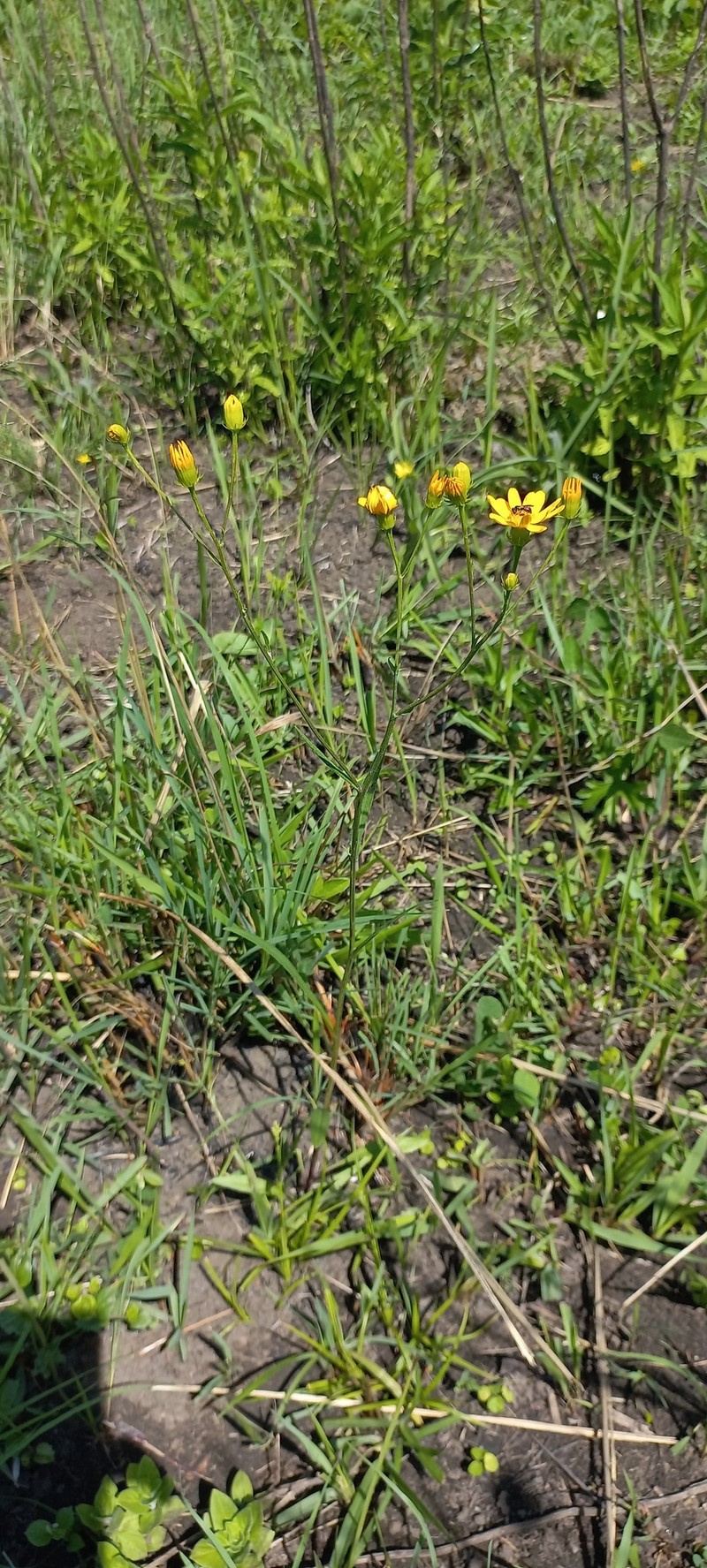 Senecio albanensis var. doroniciflorus photo 6