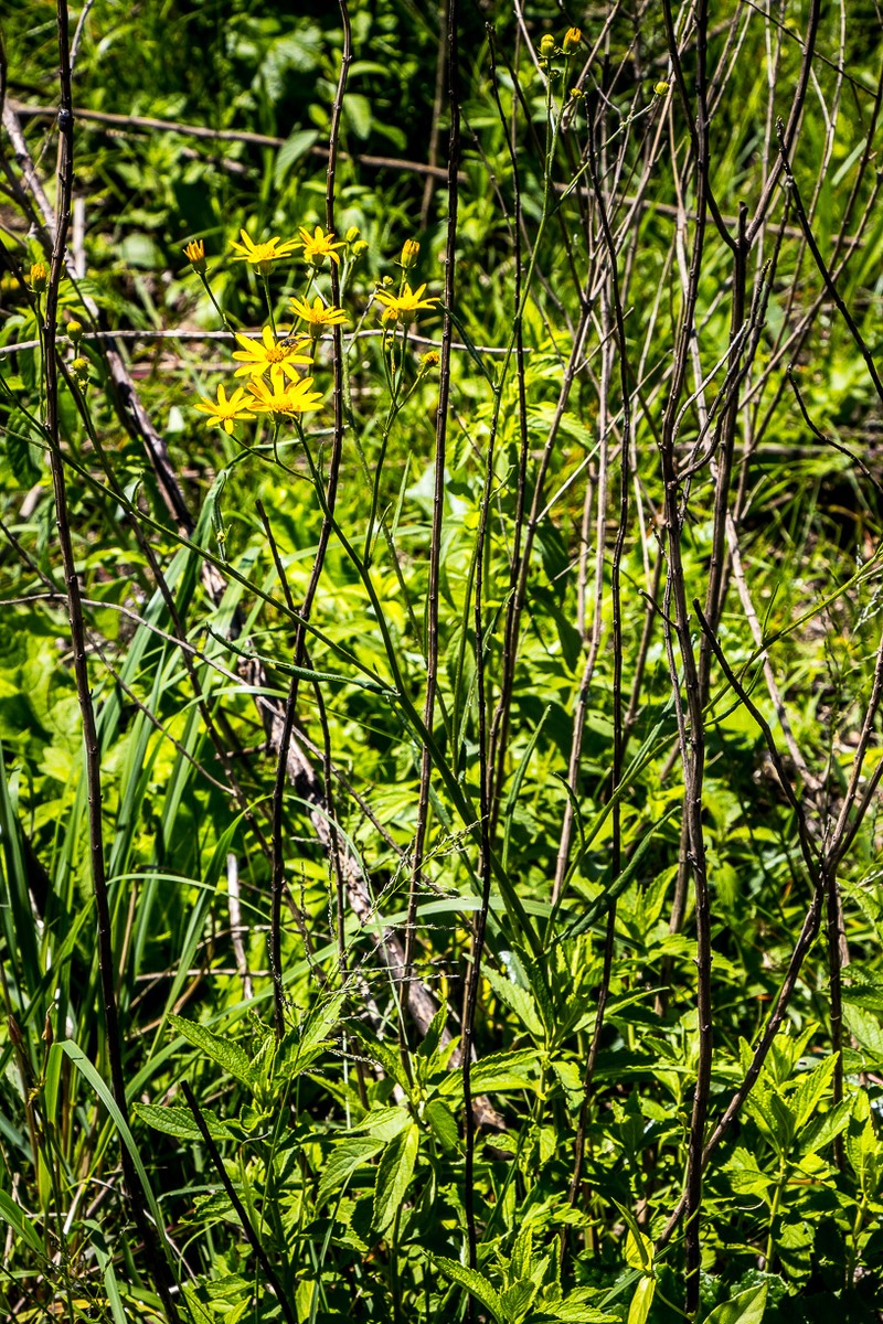 Senecio albanensis var. doroniciflorus photo 7