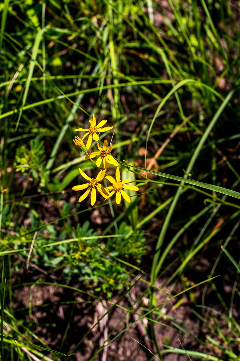 Senecio albanopsis