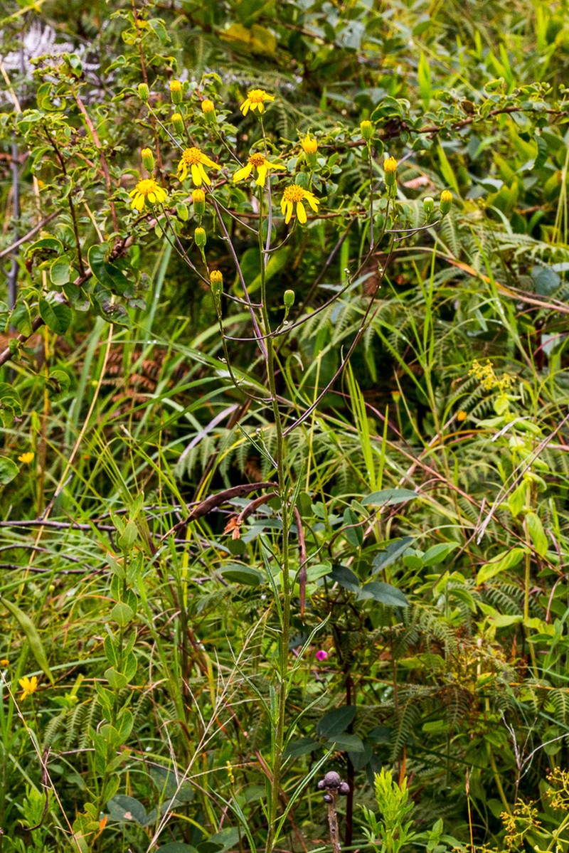 Senecio albanopsis photo 2