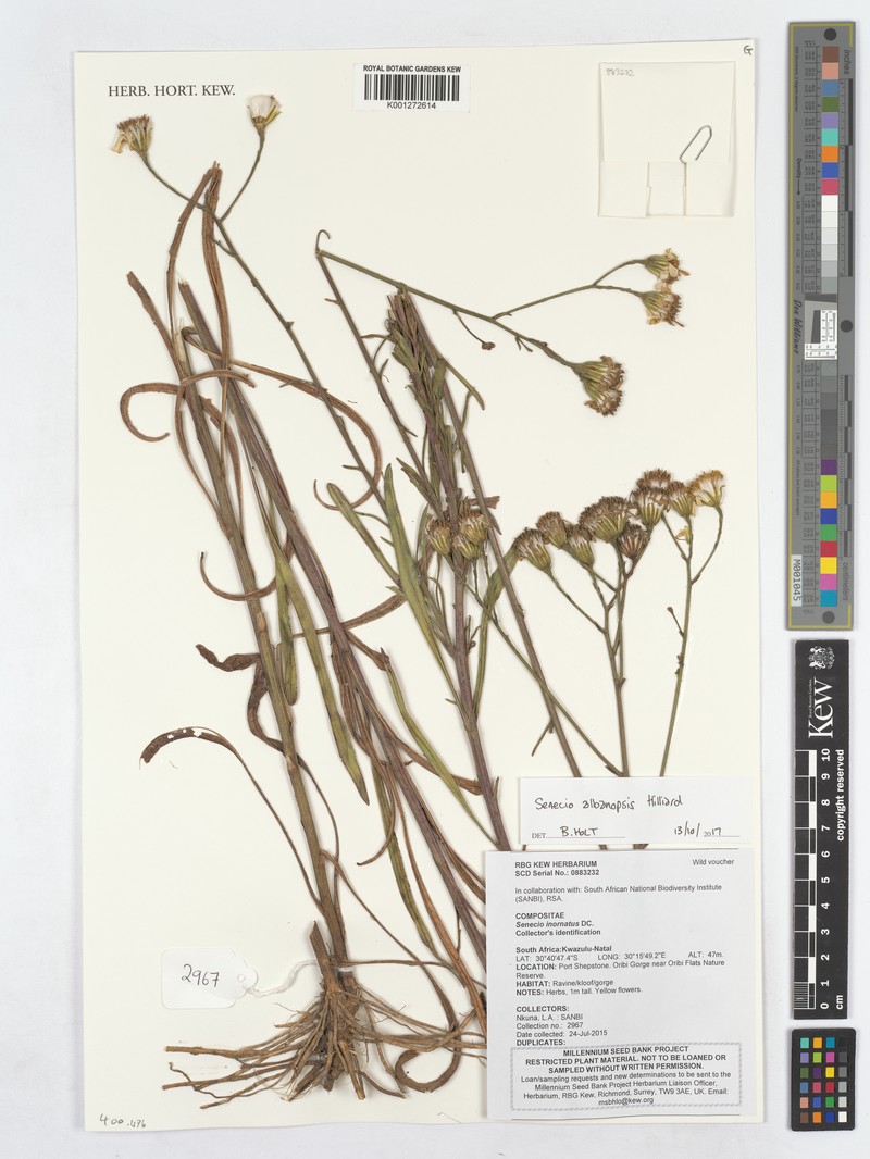 Senecio albanopsis photo 3