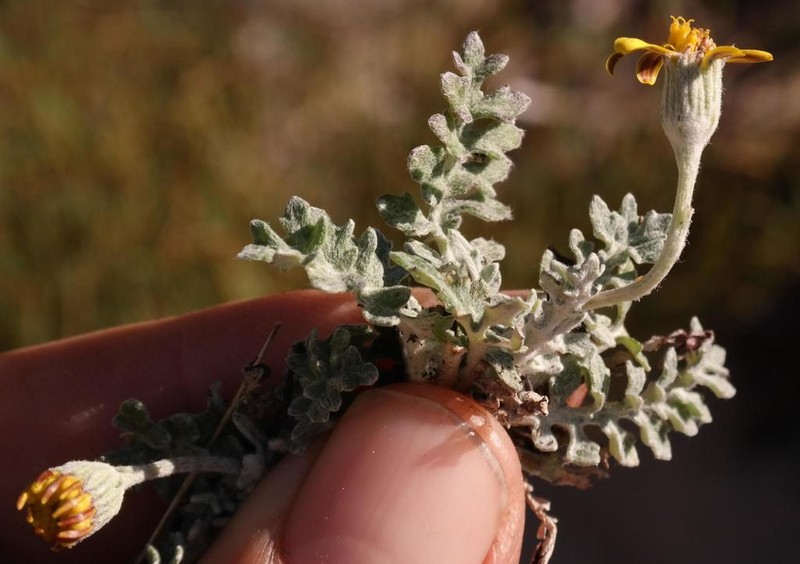 Senecio albifolius