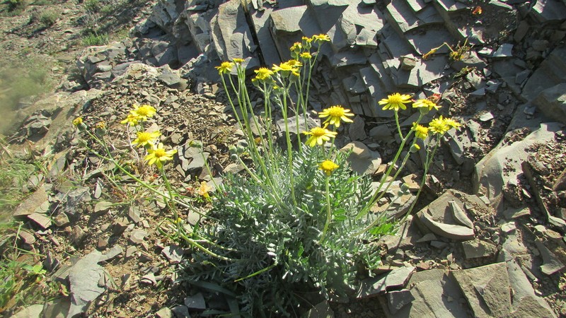 Senecio albifolius photo 2