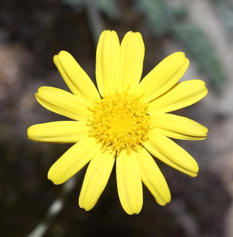 Senecio albifolius photo 3