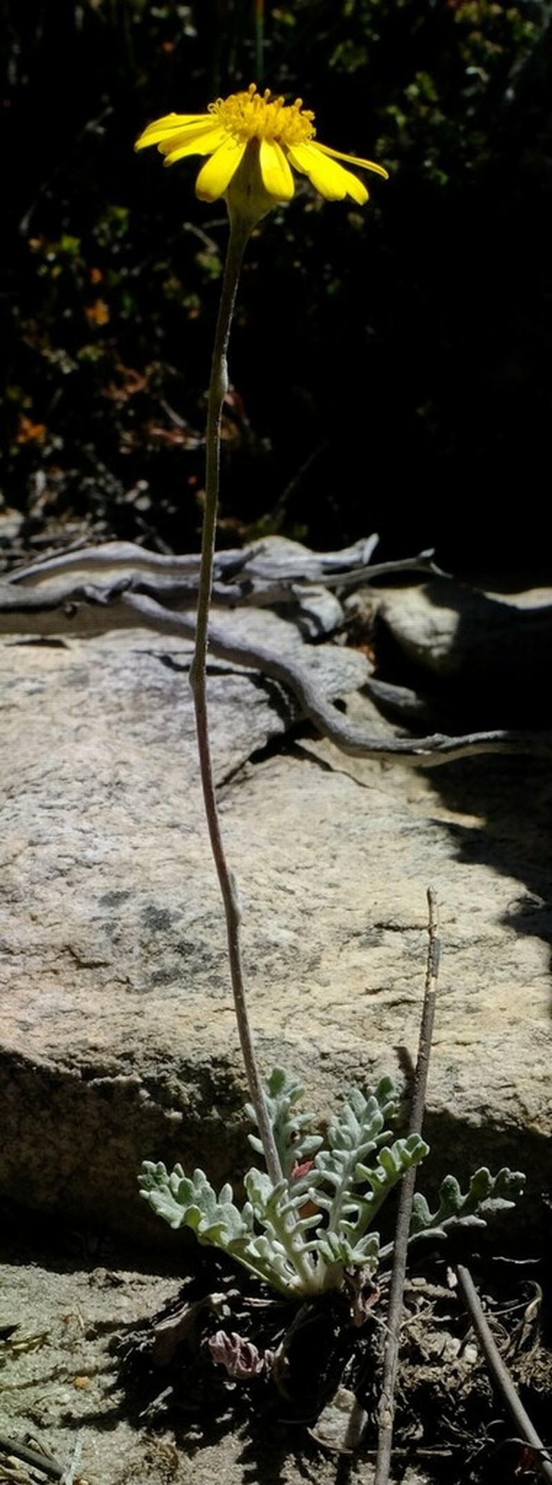 Senecio albifolius photo 4