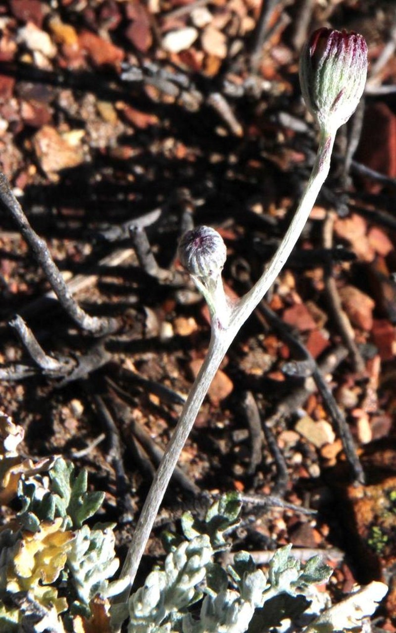 Senecio albifolius photo 5