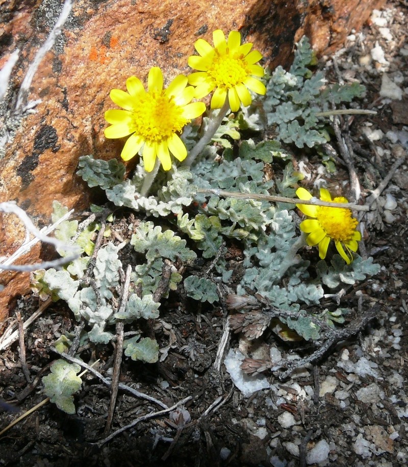 Senecio albifolius photo 6