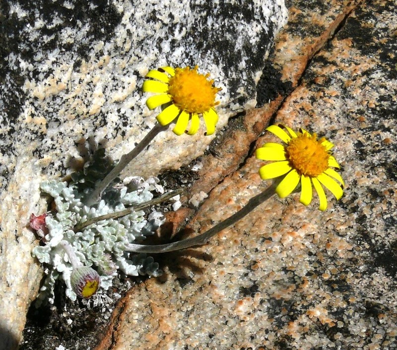 Senecio albifolius photo 7