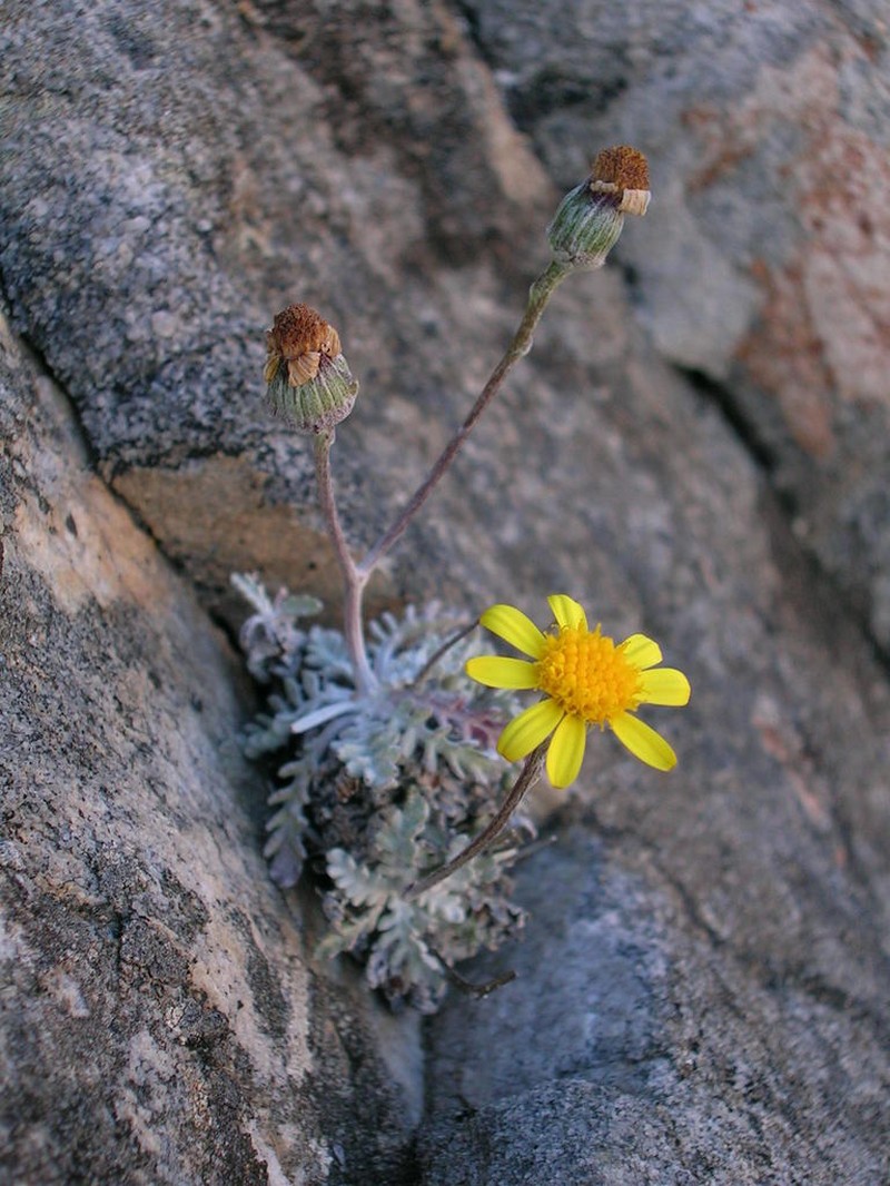 Senecio albifolius photo 8