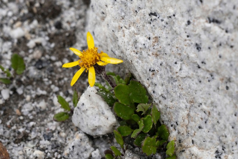 Senecio albopurpureus
