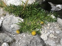 Senecio algens