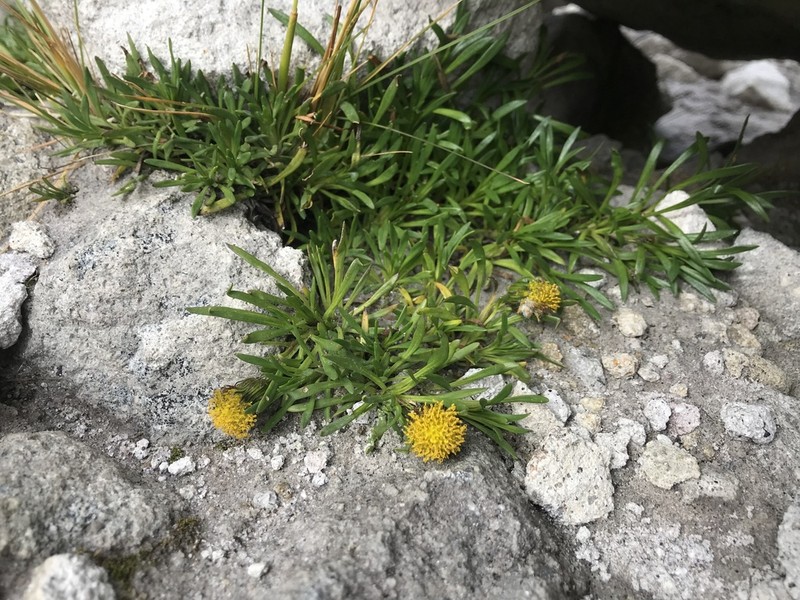Senecio algens